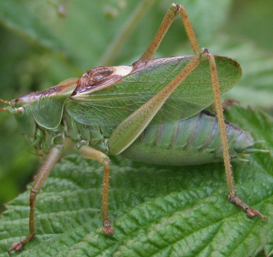 Tettigonia cantans